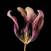 gedroogde tulp (tulipa denmark) 2-2012 4799